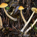 Galerina semilanceata - Photo (c) Christian Schwarz, some rights reserved (CC BY-NC), uploaded by Christian Schwarz