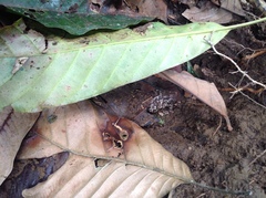 Pristimantis diadematus