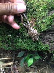 Pristimantis diadematus