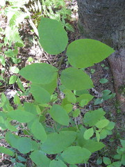 Lonicera canadensis