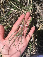 Astragalus ceramicus
