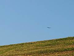 Cathartes aura
