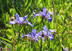 Iris prismatica