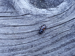 Glischrochilus quadripunctatus