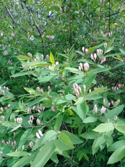 Lonicera × bella