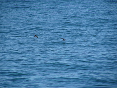 Hydrobates pelagicus