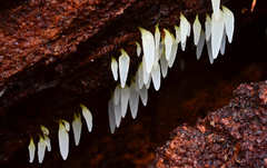 Mucronella fusiformis image