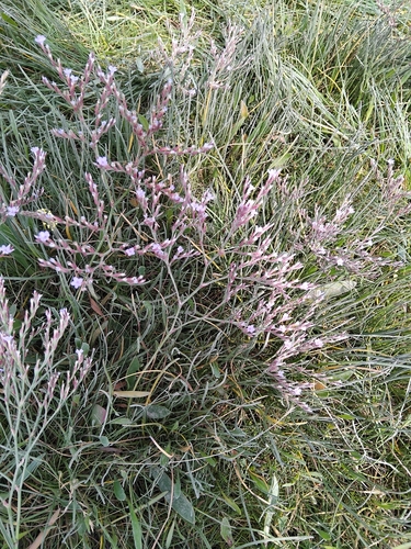 Image of Limonium humile by (c) Owen and Carol Fawcett., some rights reserved (CC BY)