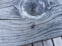 Glischrochilus quadripunctatus