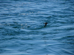 Hydrobates pelagicus
