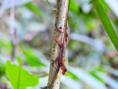 Anolis lemurinus