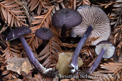 Entoloma pigmentosipes image