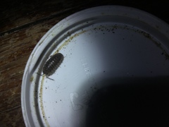 Armadillidium nasatum
