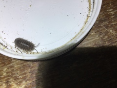 Armadillidium nasatum