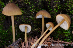 Entoloma formosum image