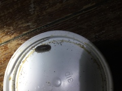 Armadillidium nasatum