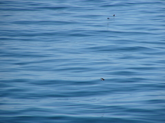 Hydrobates pelagicus