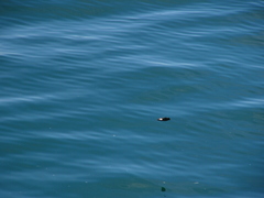 Hydrobates pelagicus