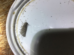 Armadillidium nasatum