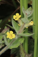 Erythranthe ptilota