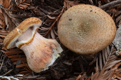 Armillaria sinapina image