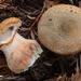 Armillaria sinapina - Photo (c) Christian Schwarz, some rights reserved (CC BY-NC), uploaded by Christian Schwarz