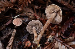 Pseudobaeospora stevensii image