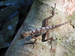 Anolis lemurinus