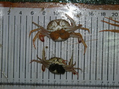 Liocarcinus depurator