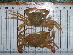 Liocarcinus depurator