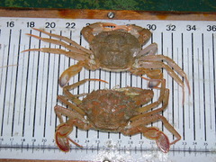 Liocarcinus depurator