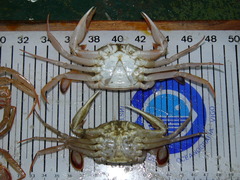 Liocarcinus depurator