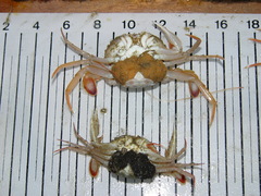 Liocarcinus depurator
