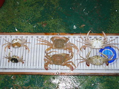 Liocarcinus depurator
