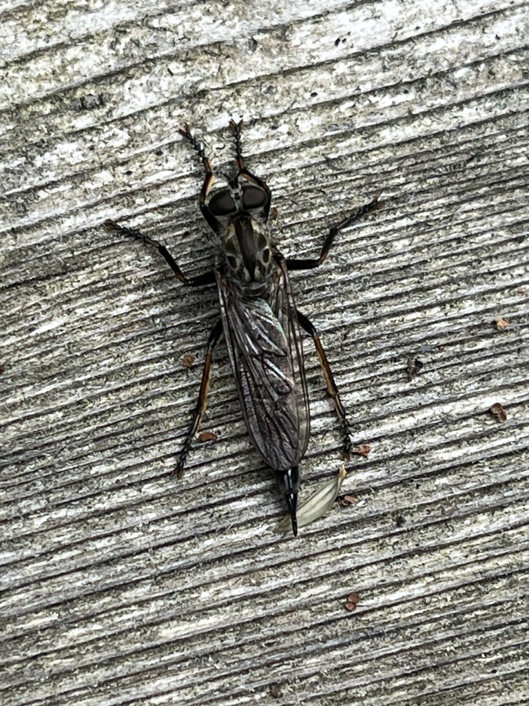 Black-thighed Bladetail