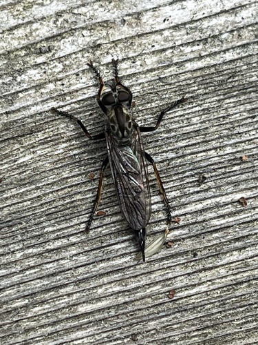 Black-thighed Bladetail