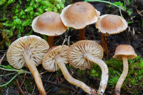 Pseudoomphalina pachyphylla