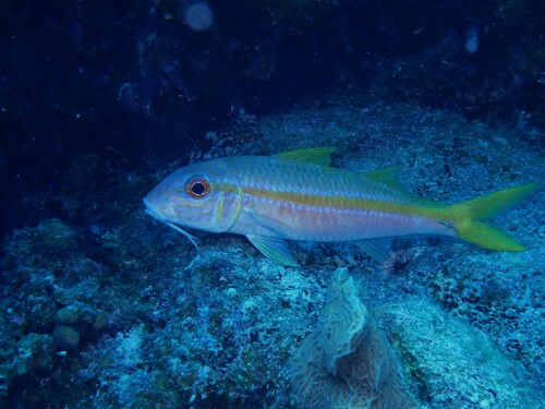 Bearfish (Mulloidichthys martinicus) — Mullidae