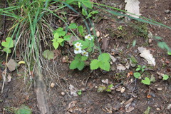 Fragaria viridis