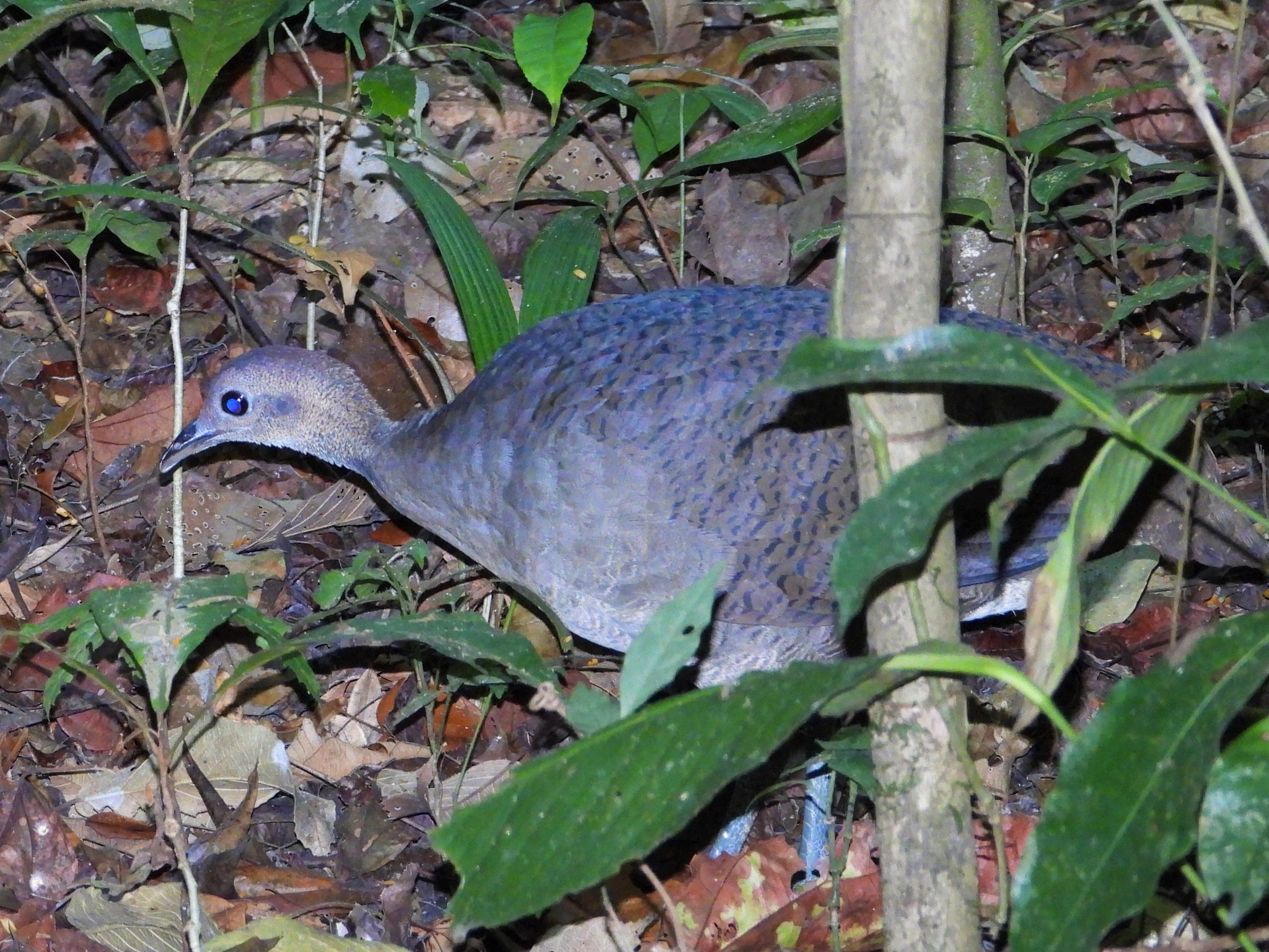 Great Tinamou illustration