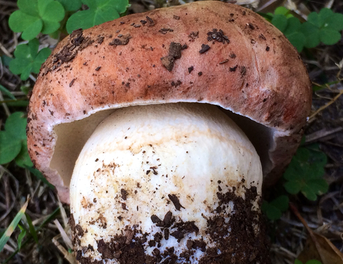 Spring King Bolete