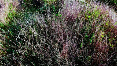 Image of Parapholis strigosa by no rights reserved