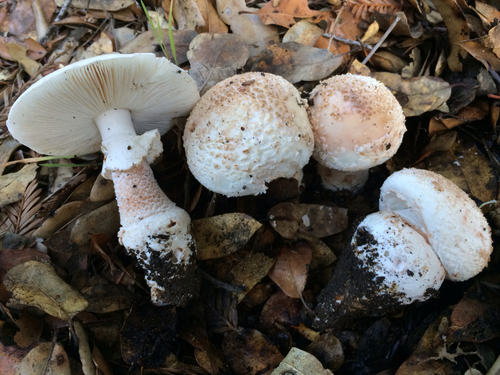 Blushing Bride Amanita