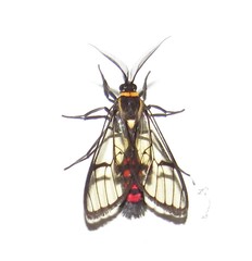 Argyroeides sanguinea