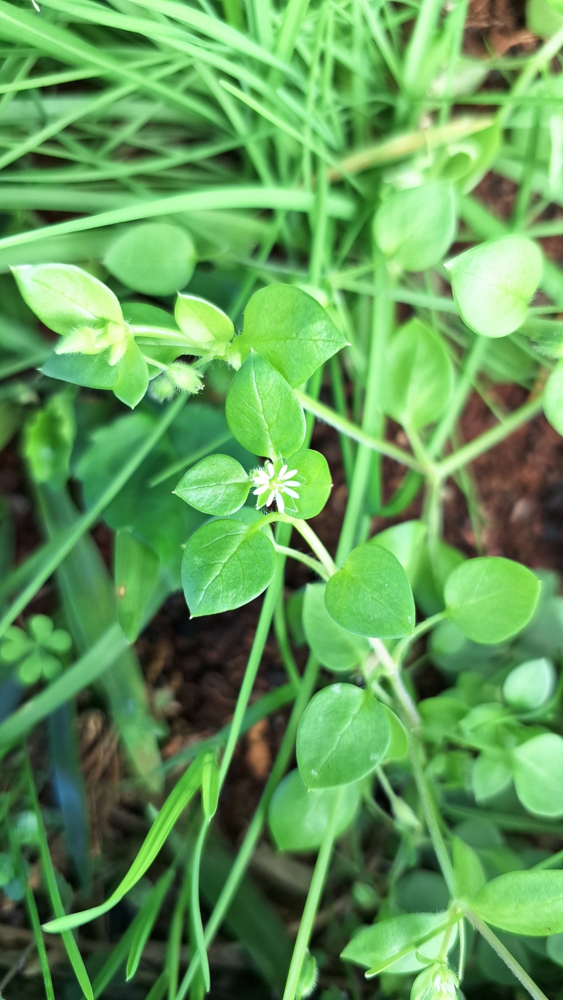 Stellaria media