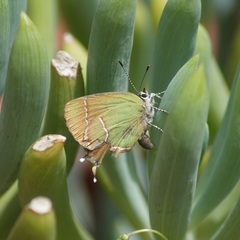 Callophrys xami xami