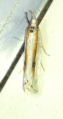 Crambus girardellus