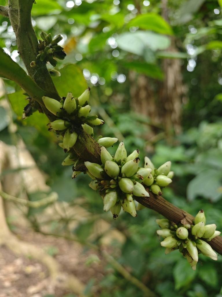 Amischotolype hookeri (Slawsaisum)