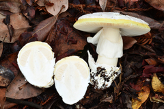 Amanita vernicoccora image