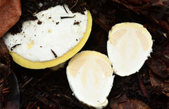 Amanita vernicoccora image